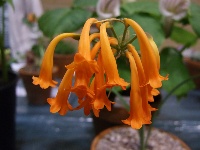 Cyrtanthus epiphyticus